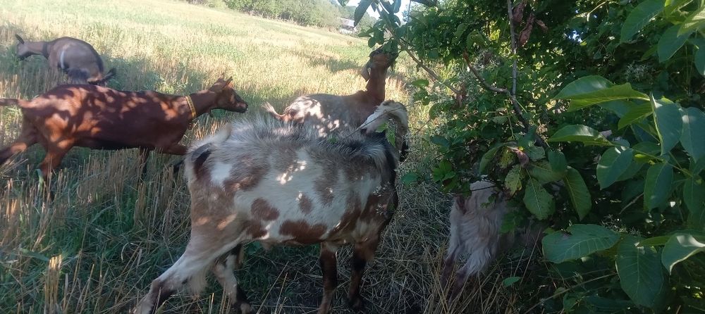 Tap anglo vind sau schimb cu capră  din aceasi rasa sau zanen 1500