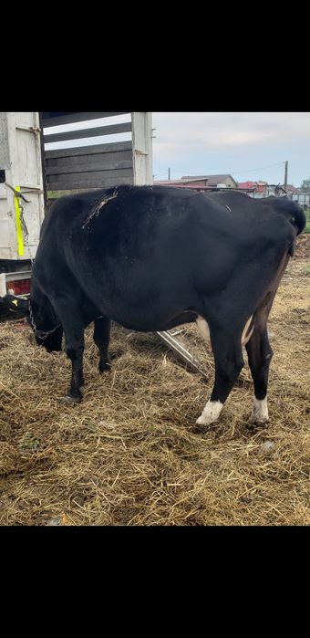 Vand vacă gestantaaa