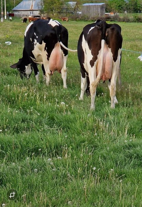 Vând două vaci holstein