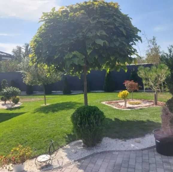 Livrare și plantare profesională pentru orice comandă