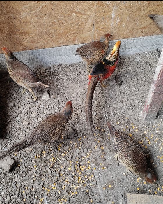 Fazani aurii pe roșu