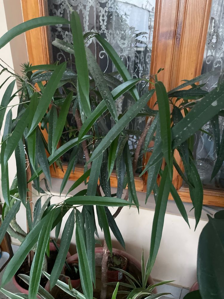 Фикусы, вьюны, молочаи, кактусы