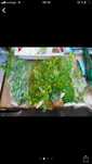 Plante artificiale