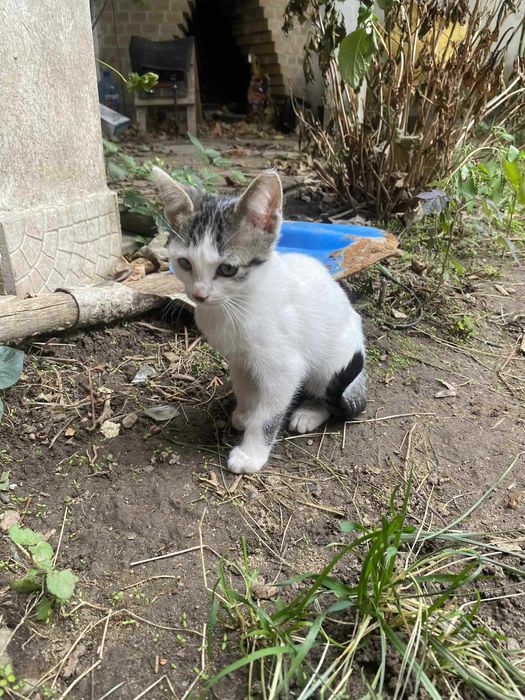 Прекрасни котета търсят дом