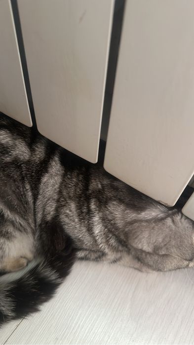 шотландская вислоухая кошка