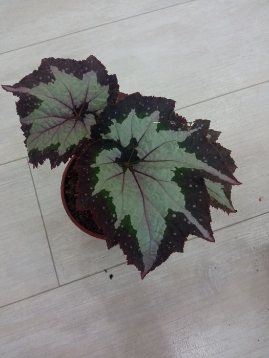 Бегонии и филодендрон