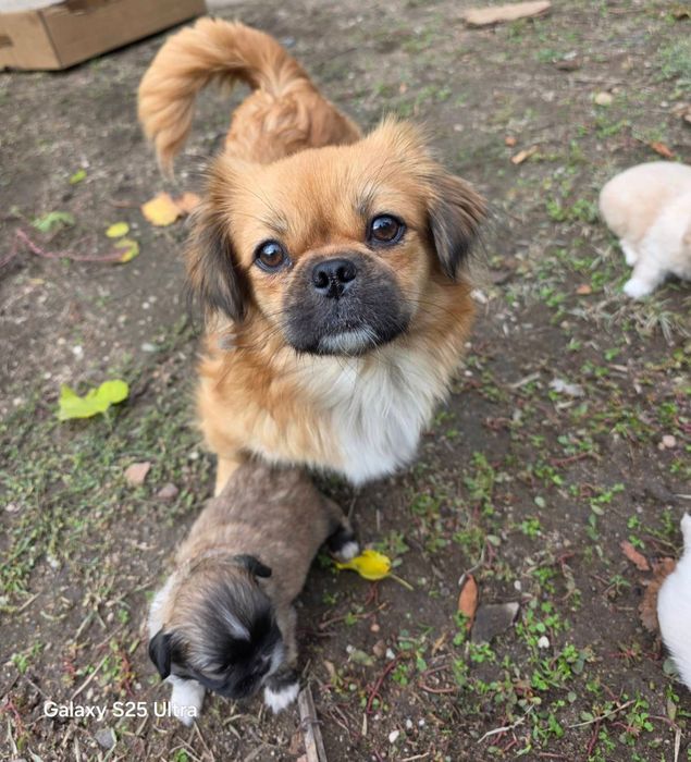 Продавам Пекинези