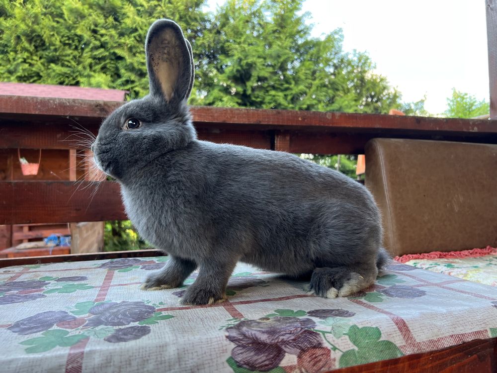 Pui si tineret Marele Argintiu Deschis si Vienez Albstru