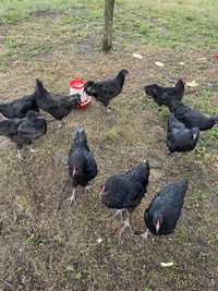 Cocos Australorp negru