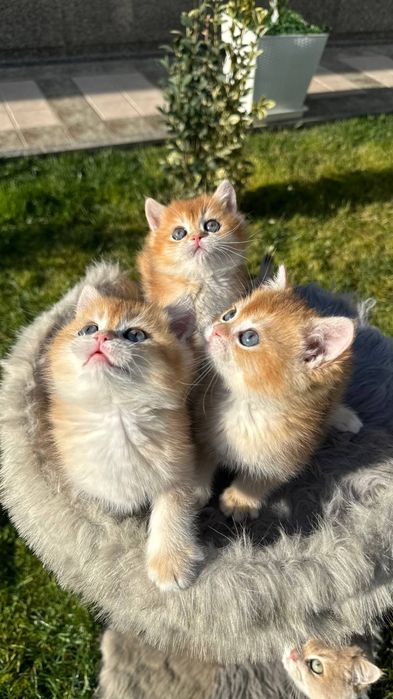 Британская золотая шиншилла