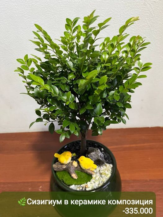 Сизигиум, Бамбук, Хамедорея,  и др