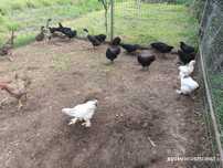 Vând pui din rasa Australorp cu vârsta de 14 săptămâni