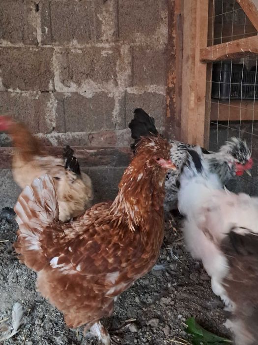 Gaini de casa golase incaltate motate