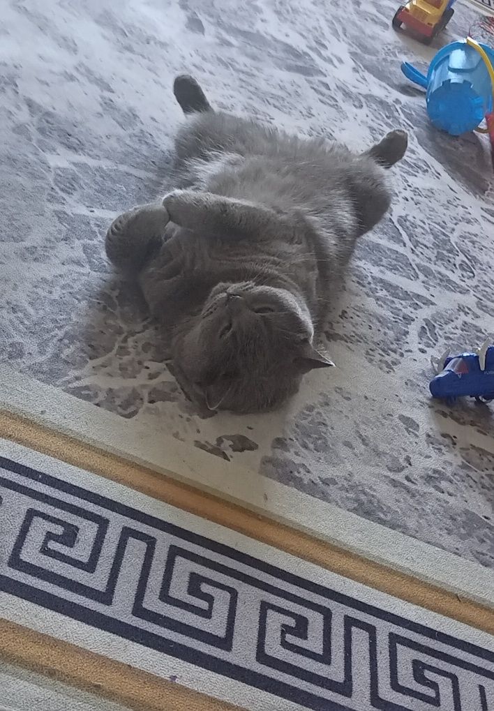 Кот британский, 5 лет
