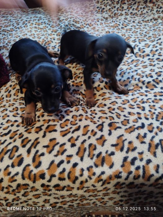 2 броя пинчери женски