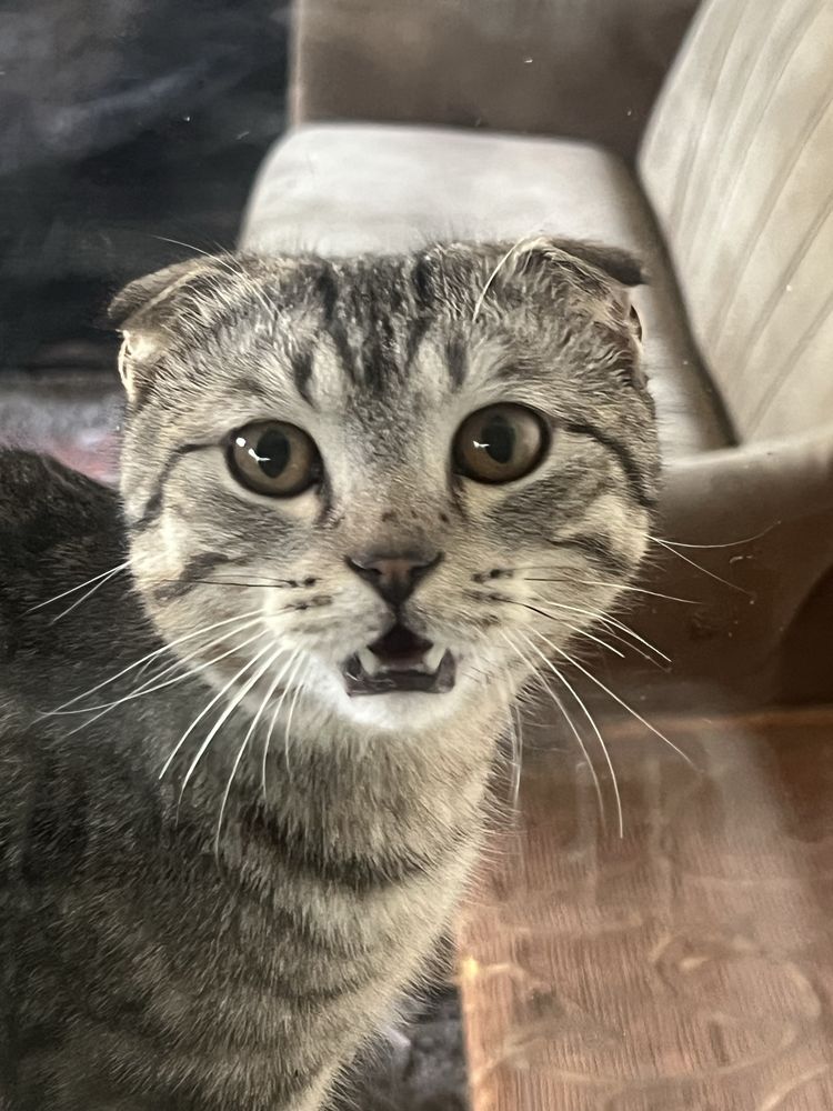шотладский вислоухий кот
