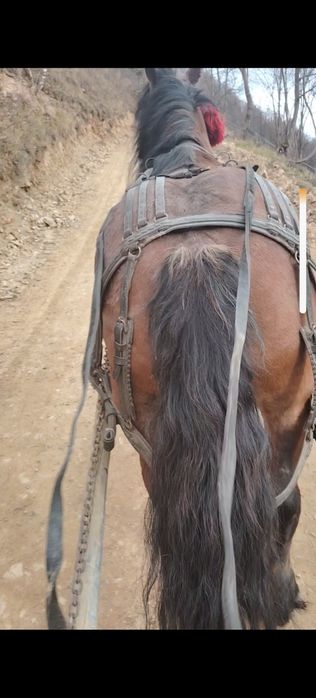 Iapa gestanta de 7 luni