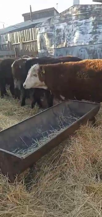 Продам бычков 10 голов