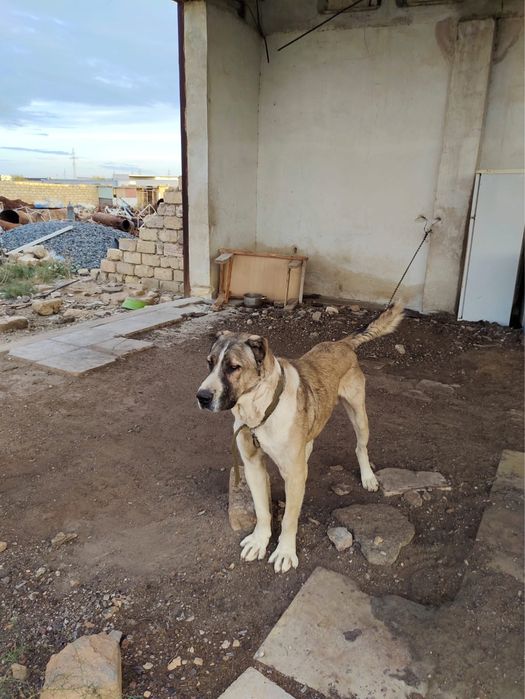 Сао сатылады алаштын бала ы