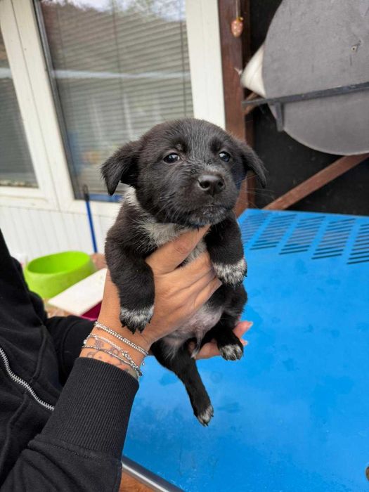 Catelusi pentru adoptie