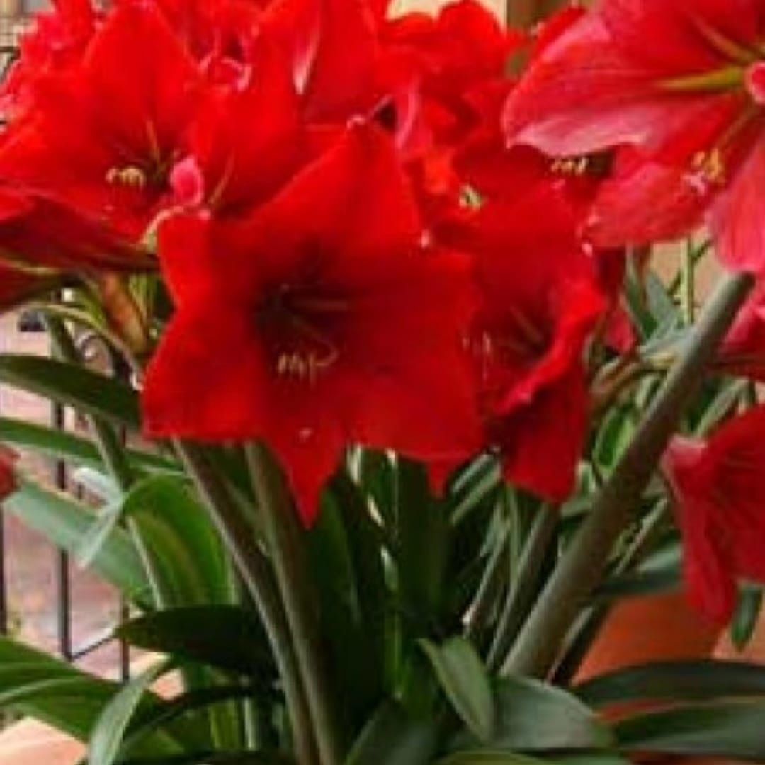 Красивые цветы для вашего дома