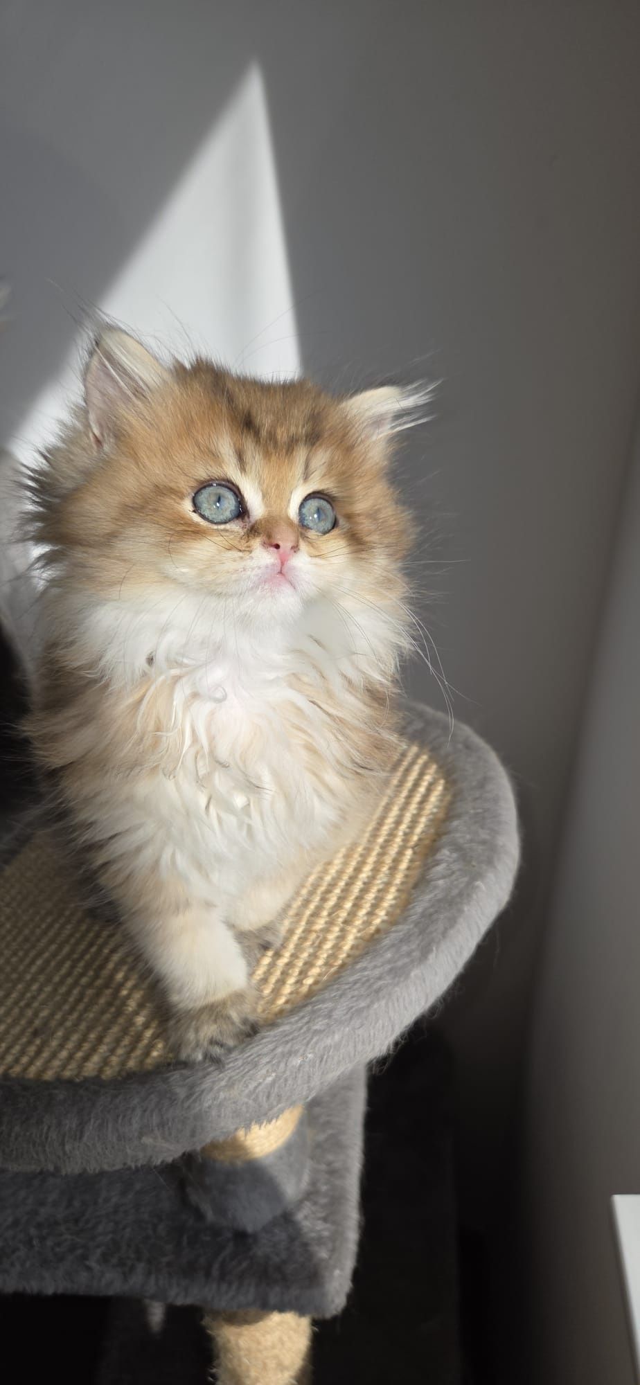British longhair cu pedigree