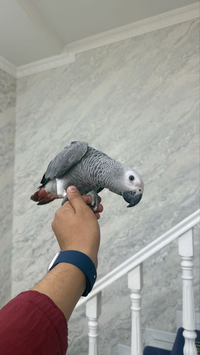 Жако jako 8-9 oy