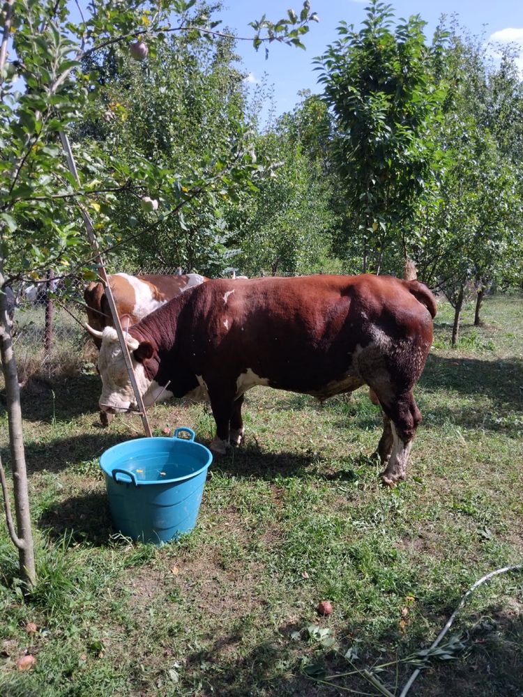 Taur de rasă de vanzare
