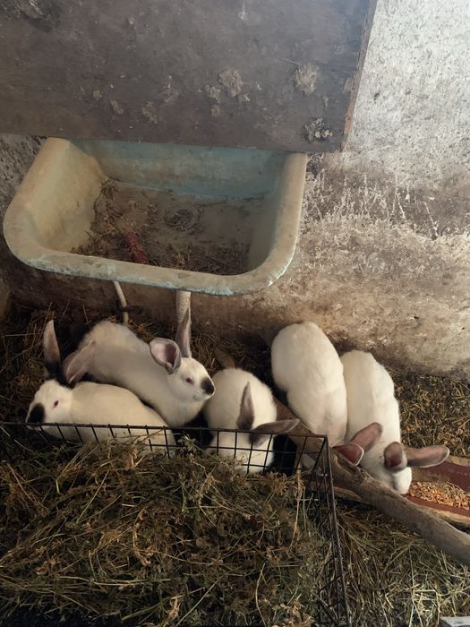 Vand cocosi si iepuri rasa mixta