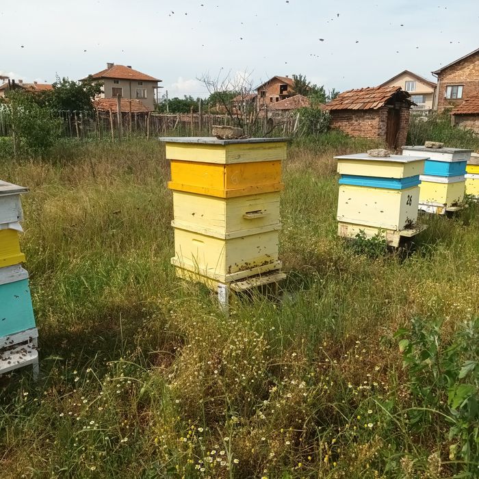 Пчелни семейства(кошери)