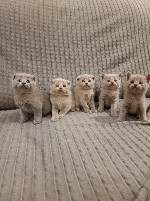 Котята Шотландские вислоухие скоттиш фолд и скоттиш страйт