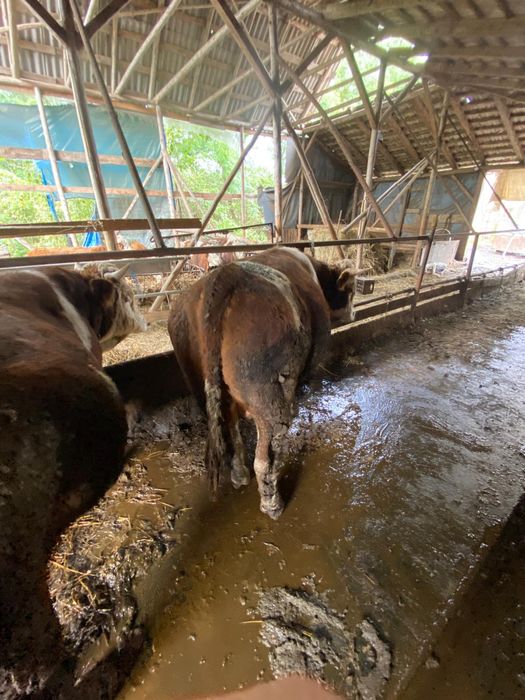 Vând 5 tauri și 2 vaci pt abator