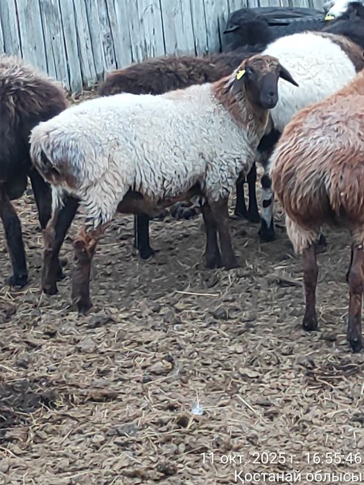 Продам кошкарчиков, костраты