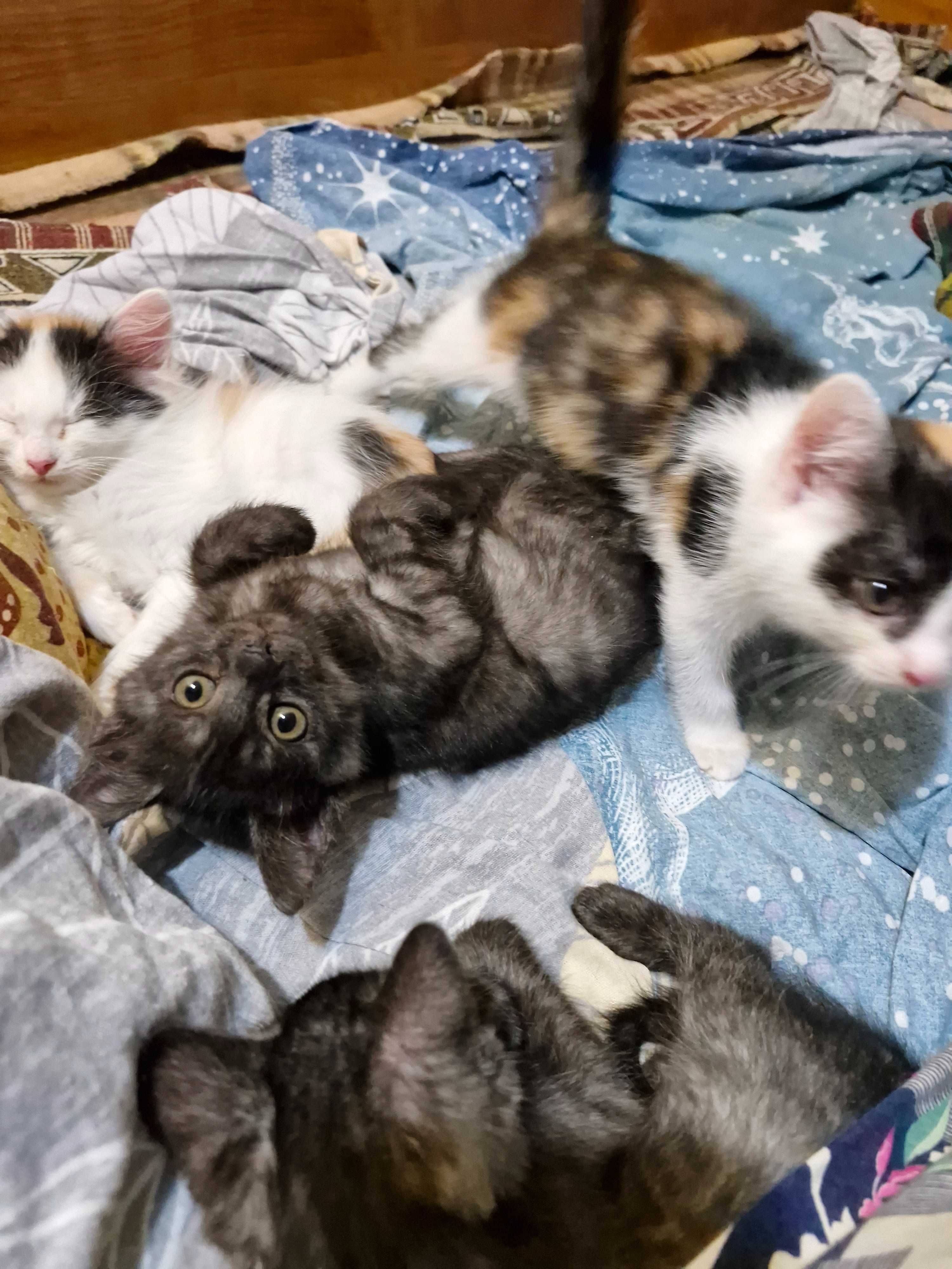 Отдадим котят ответственным людям