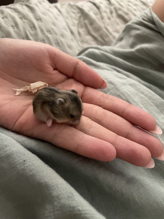 хомяк маленький