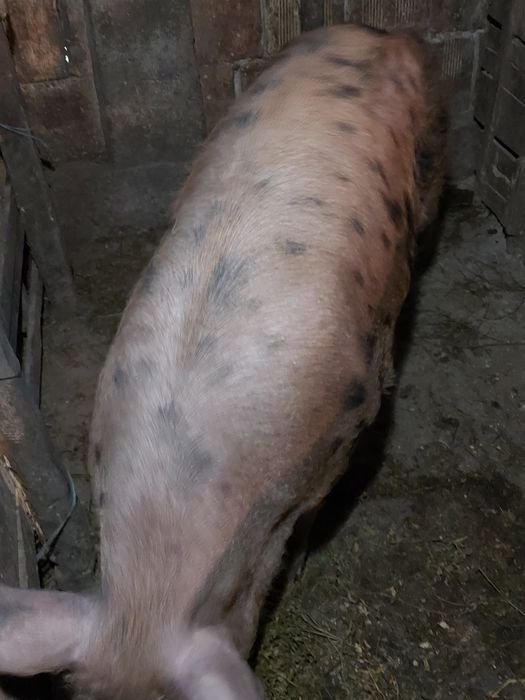 Продавам мъжко прасе скопено