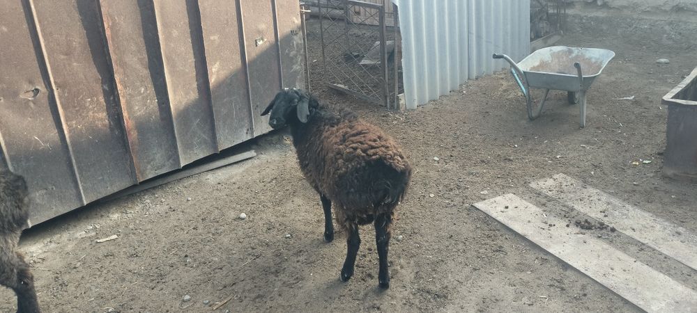 Екі еркек бір ұрғашы тоқты сатылады