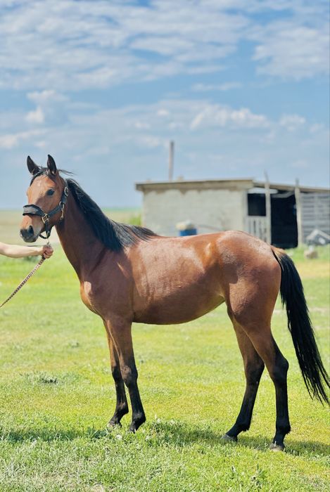 Байтал Англо-Араб 2 жасар