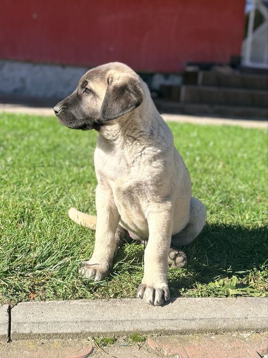 Catei Kangal-7 saptamani, vaccinati si deparazitati