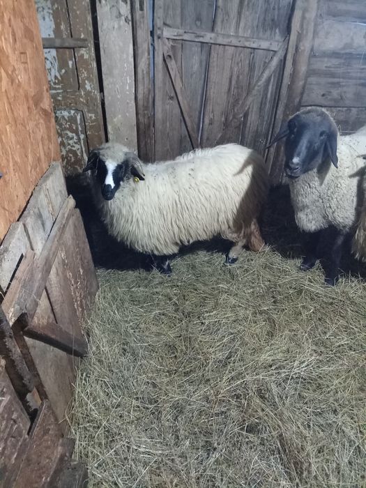 Oi breze și băle, bune