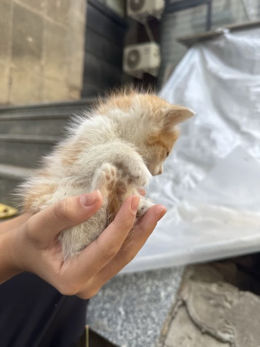 Отдам котят в хорошие руки