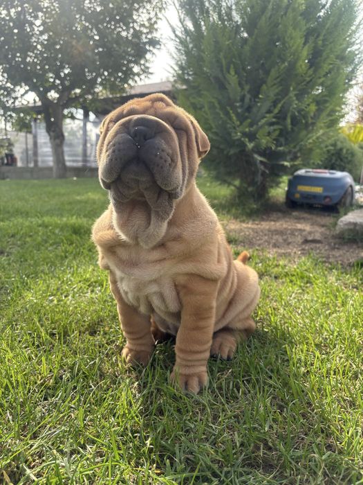 Продавам чистокръвно шарпейче