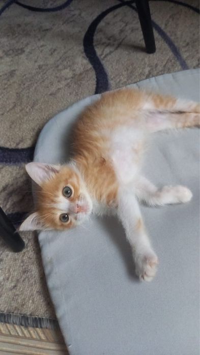 Котенок домашний .Кушает,лоток знает