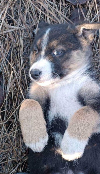 Щенок ищет дом и любящих хозяев