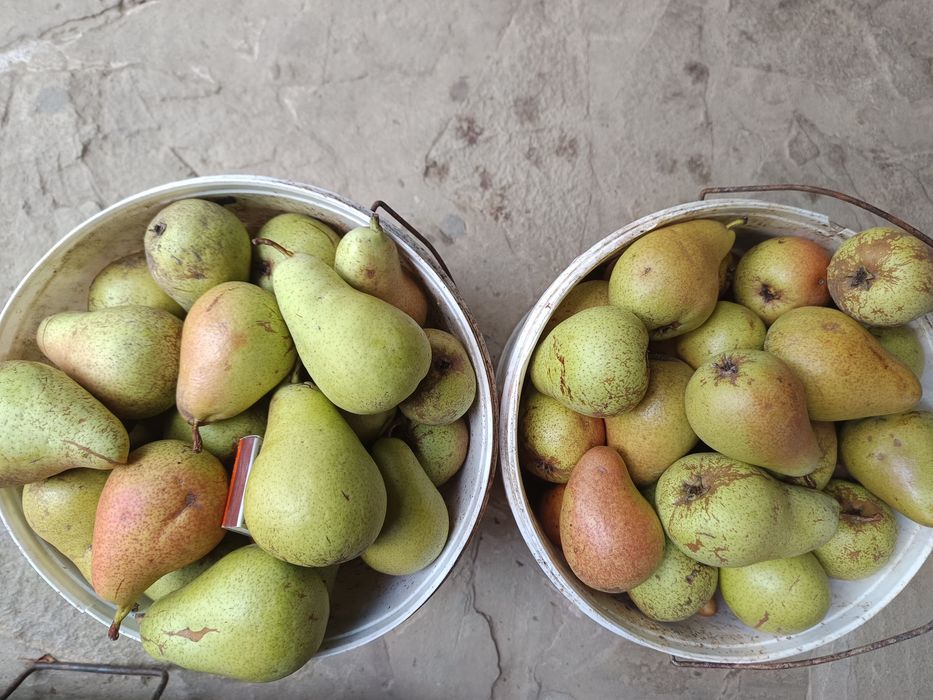 Pere cure de vânzare obținute biologic