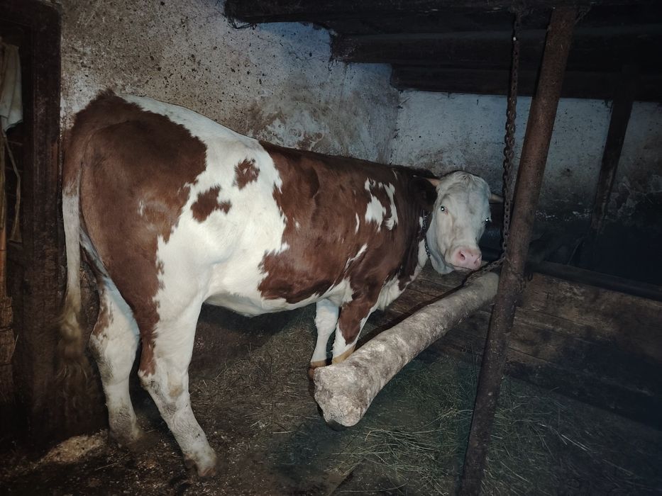 De vânzare vacă și juninca