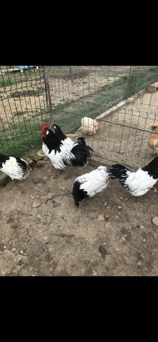 Vând familie găini Lakenvelder