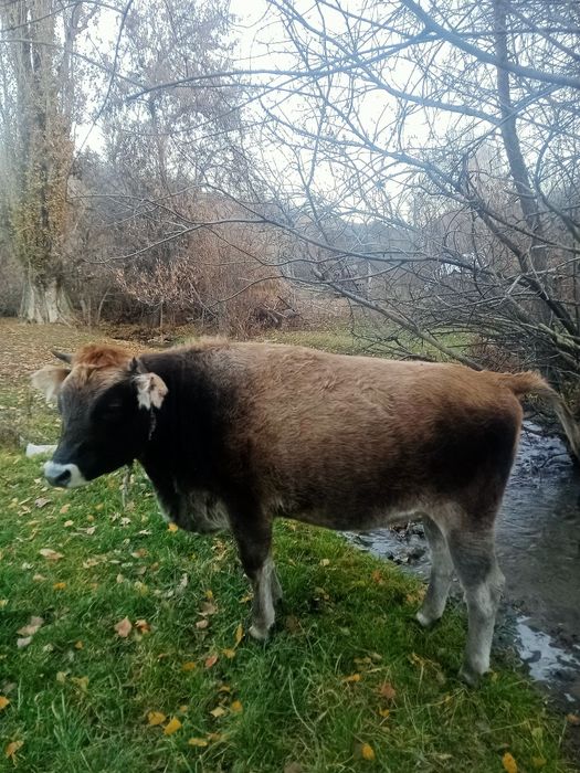 Семіз тайынша сатамын