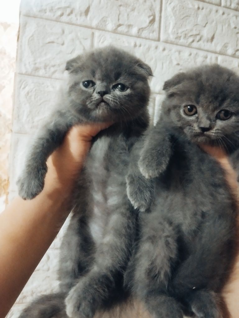 Продам котят породы скотиш фолд