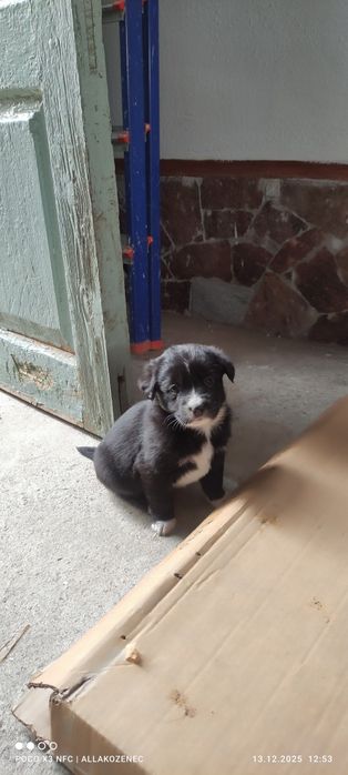 Щенки в добрые руки